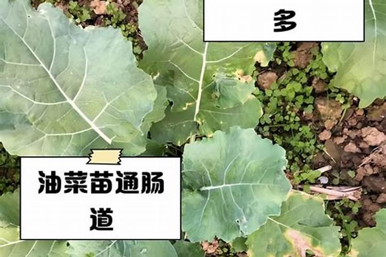 ﻿生地种植技术