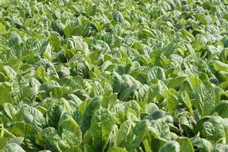 生地生长需要什么条件