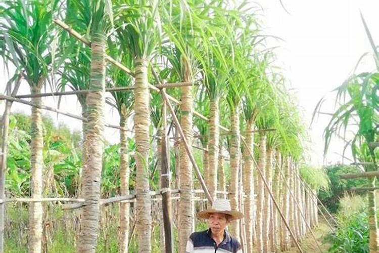 种黑皮甘蔗要施几次肥 如何施肥才高产