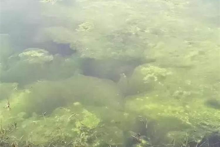 磷肥可以杀青苔吗