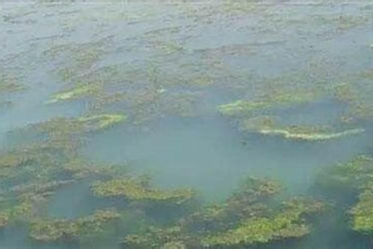 磷肥可以杀青苔吗