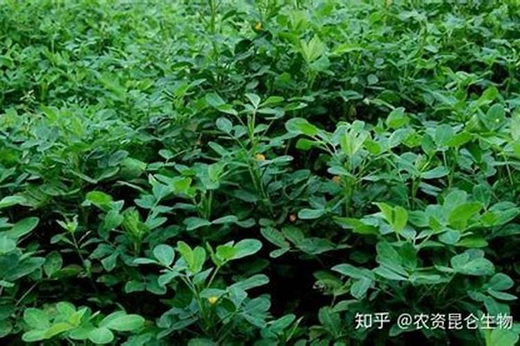 中国叶面肥十大品牌