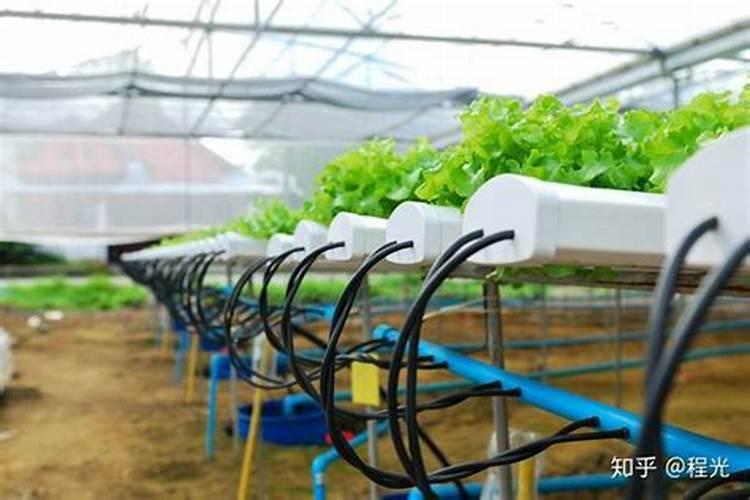 油枯不发酵可以直接当肥料吗