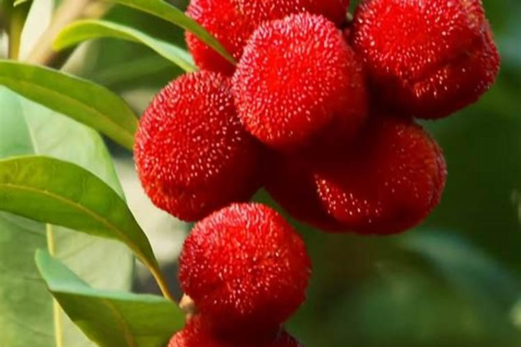 杨梅树要怎样根外施肥？