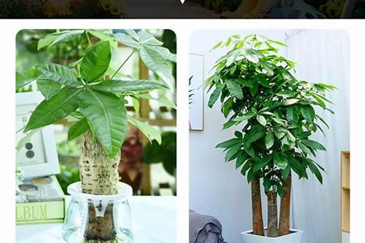 发财树需要用肥料吗,如果需要,应该用什么肥料