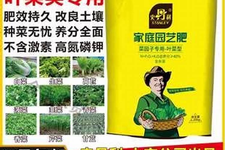 红叶莴笋的种植技术