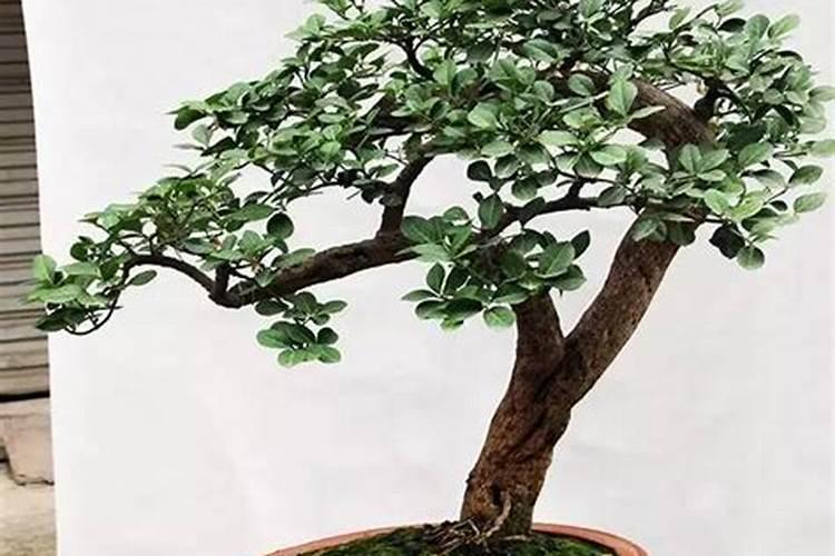 冬青卫矛的叶子上出现了很多小斑点是什么原因？