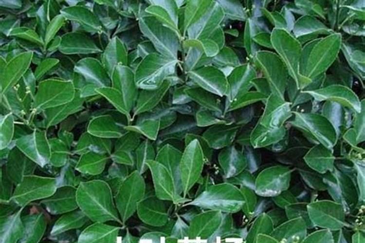 叶子斑斑点点的