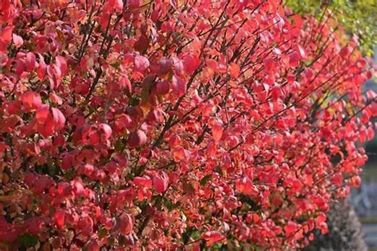 黄杨有哪些品种名称(常见的黄杨种类介绍)