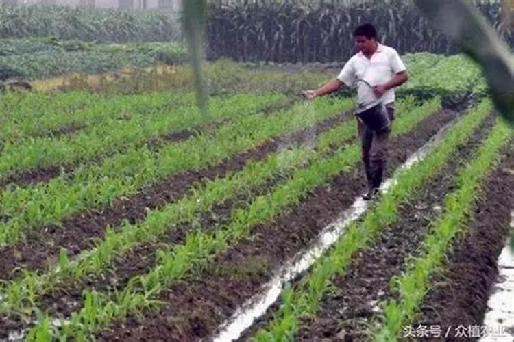 玉米地追施复合肥好还是追施尿素好