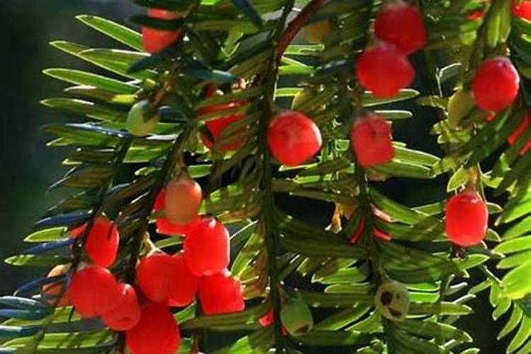 马铃薯打什么农药好