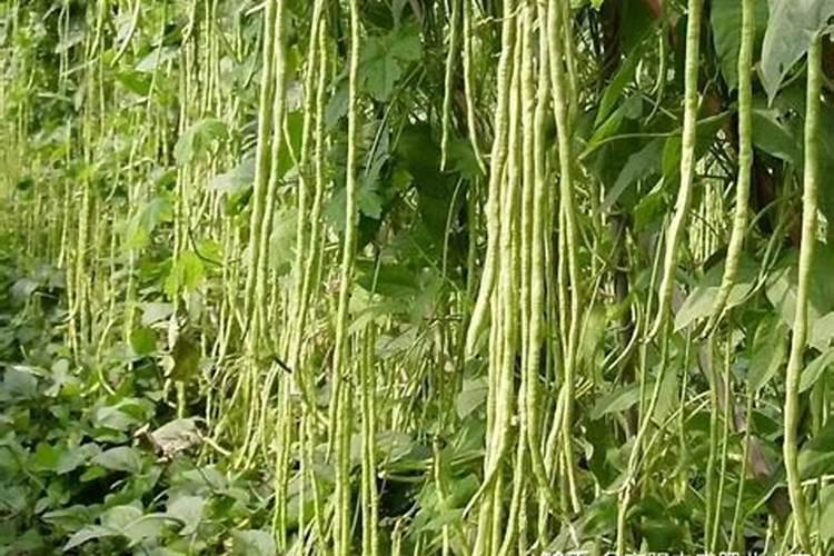 豆角的需肥特性 如何科学施肥