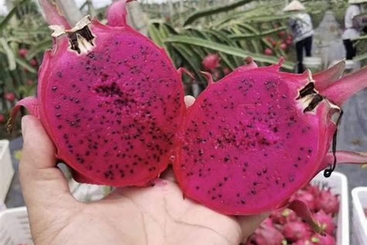 怎么用水养花 水培植物需要施肥吗