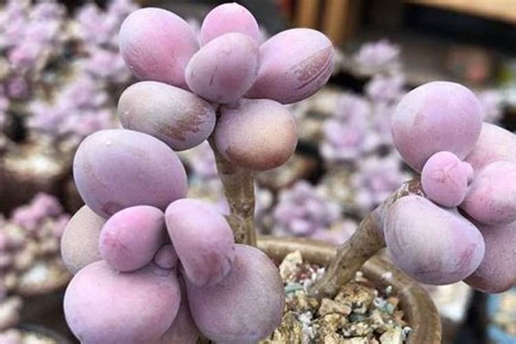 种大蒜用什么肥料