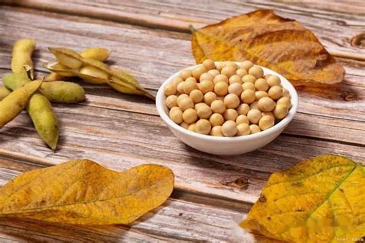 用大豆怎么养绿萝 大豆氮肥的制作方法