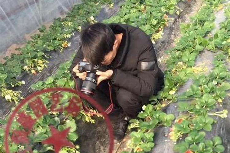 草莓苗种植多久能施肥 草莓苗什么时候施肥