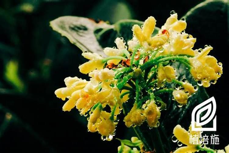 农用氮磷钾可以在水中施肥用吗？