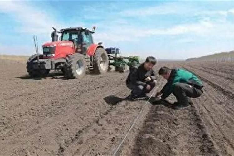 穿心莲怎么养才能更旺盛