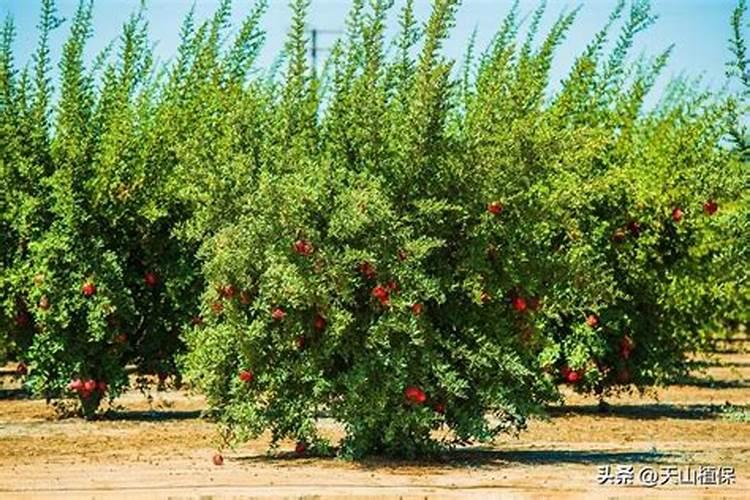 樱桃叶柄变红,叶脉变成红褐色,请各位认定一下是什么病害,用什么药,效 ...