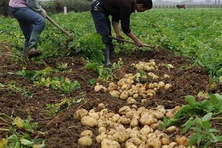 土豆什么时候该施钾肥？土豆钾肥施用方法是什么？