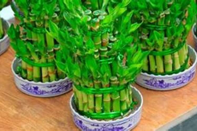 竹地怎么施肥？