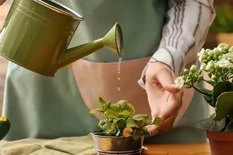 水溶肥后多久能浇水