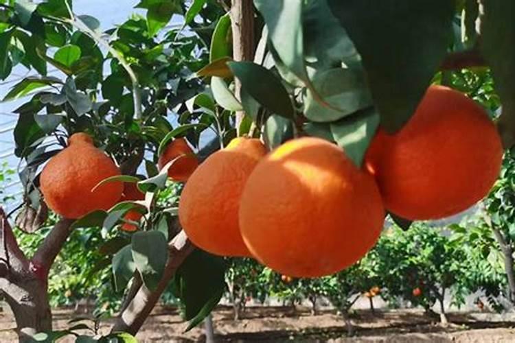 柑橘喷施叶面肥有哪些讲究？