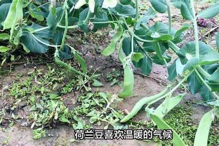 荷兰豆怎样浇水和施肥
