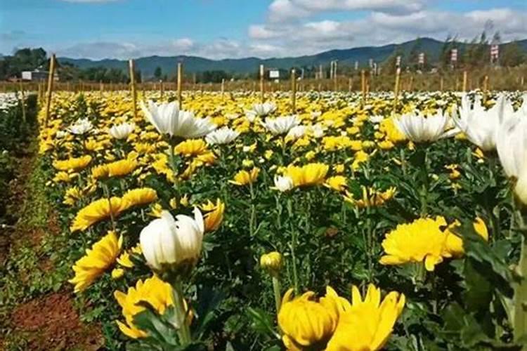 钙叶面肥对菊花起什么作用？