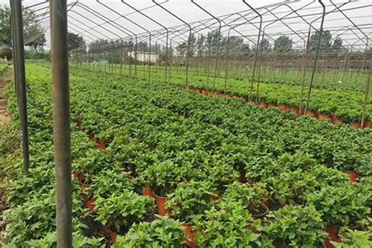 菊花开花期间怎么浇水和施肥