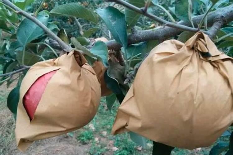 套袋苹果摘袋后开始返青,这究竟是什么原因造成的？