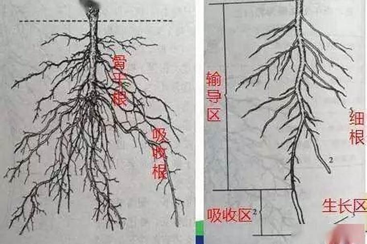 木美土里是肥料还是有菌肥