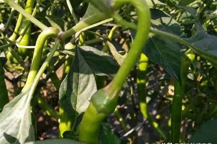 瓠瓜高产种植技术要点有哪些