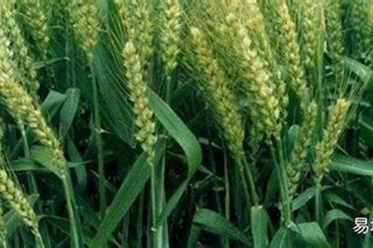 请问种麦子施基肥用绿化钾三个十五好,还是二个十七钾肥含一个七好