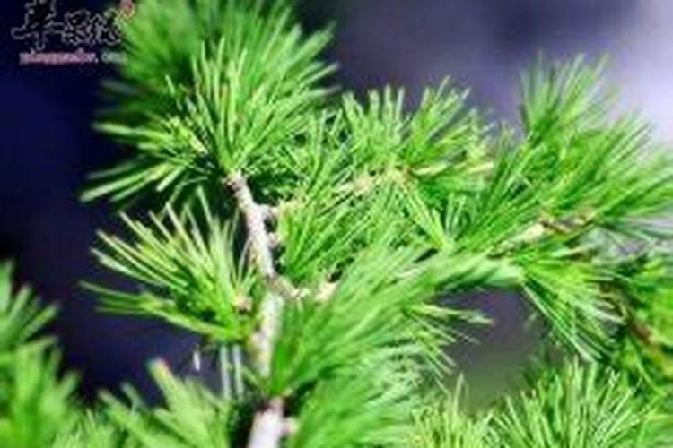 腐熟松针有肥力吗