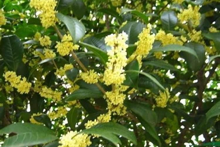 桂花树叶子为什么会变红