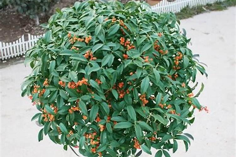 桂花树底肥放什么肥好