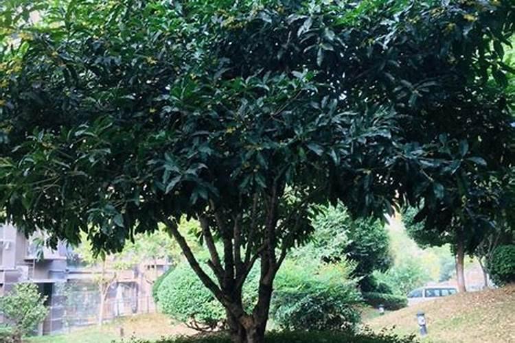 桂花树底肥放什么肥好(底肥施用方法)