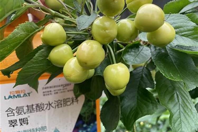 一棵樱桃树用多少生根肥？