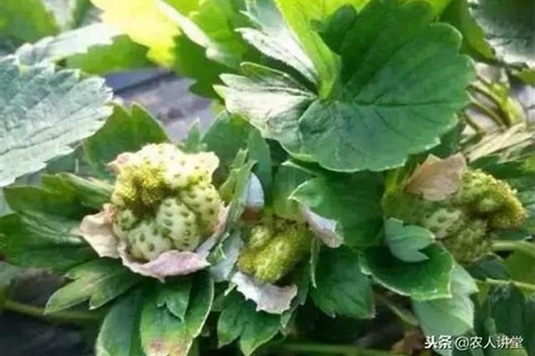 草莓断头病怎么防止,是什么原因引起的