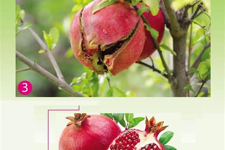 石榴结果后到了乒乓球大就发黑掉了是什么原因？
