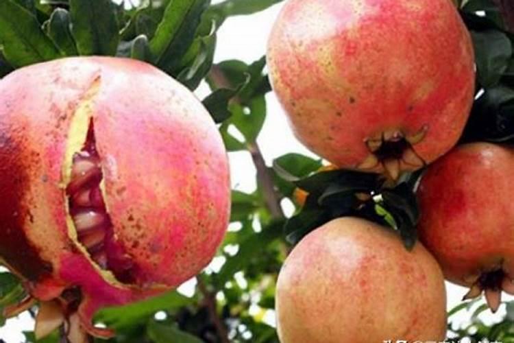 石榴树如何施肥 不同季节石榴树施肥的方法