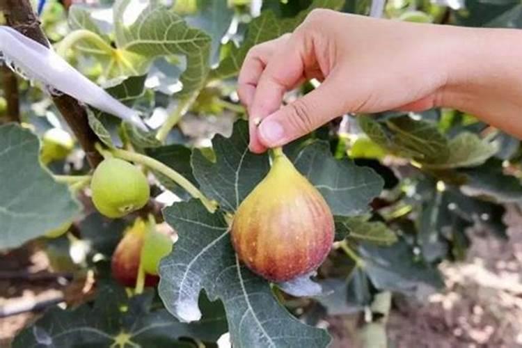 无花果树用什么肥