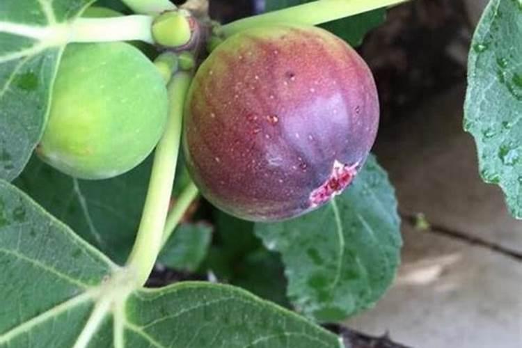 无花果几年结果？要让无花果结果,该怎么办？