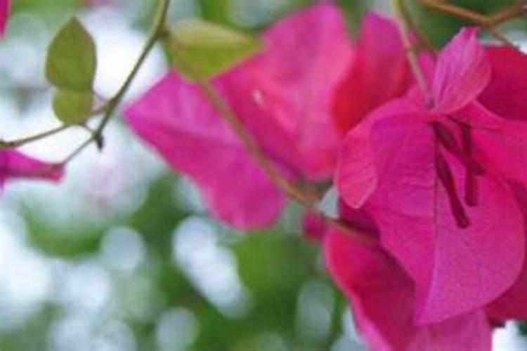 亚磷酸钾中磷钾含量各多少