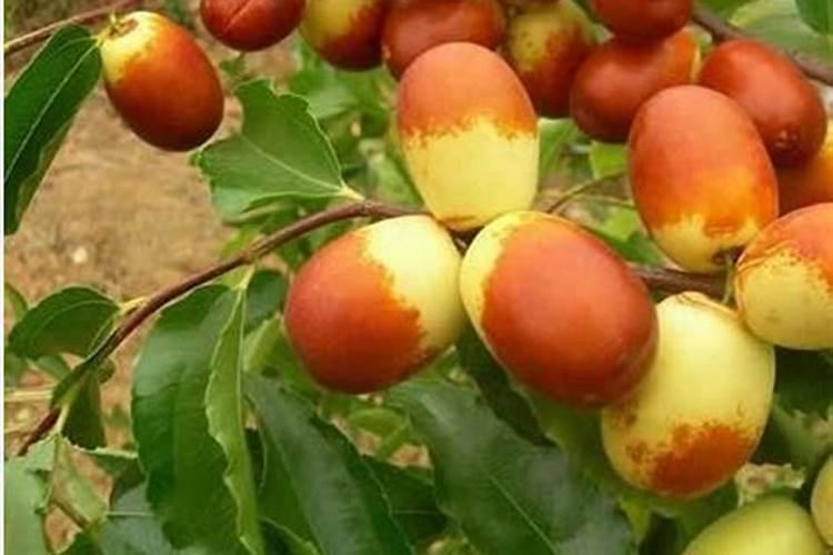 芸苔素内酯可以滴灌冲施吗一亩地冲是多少？