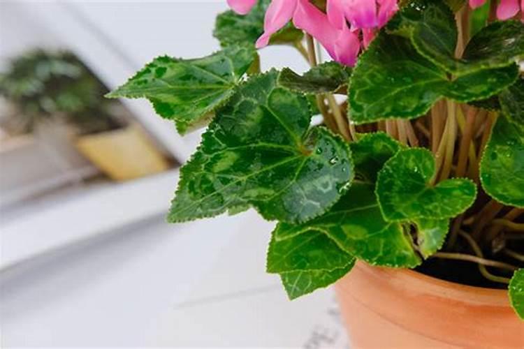 迷你仙客来如何养开花