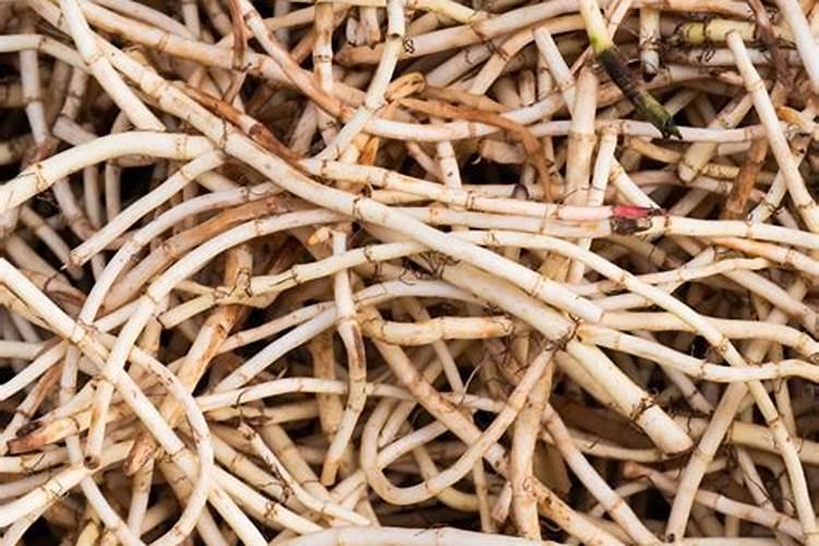 种鱼腥草用什么肥料最好