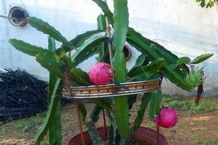 火龙果汁弄到衣服上怎么洗