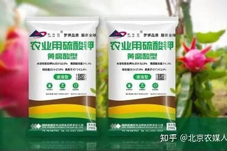 火龙果坐果期要施什么肥